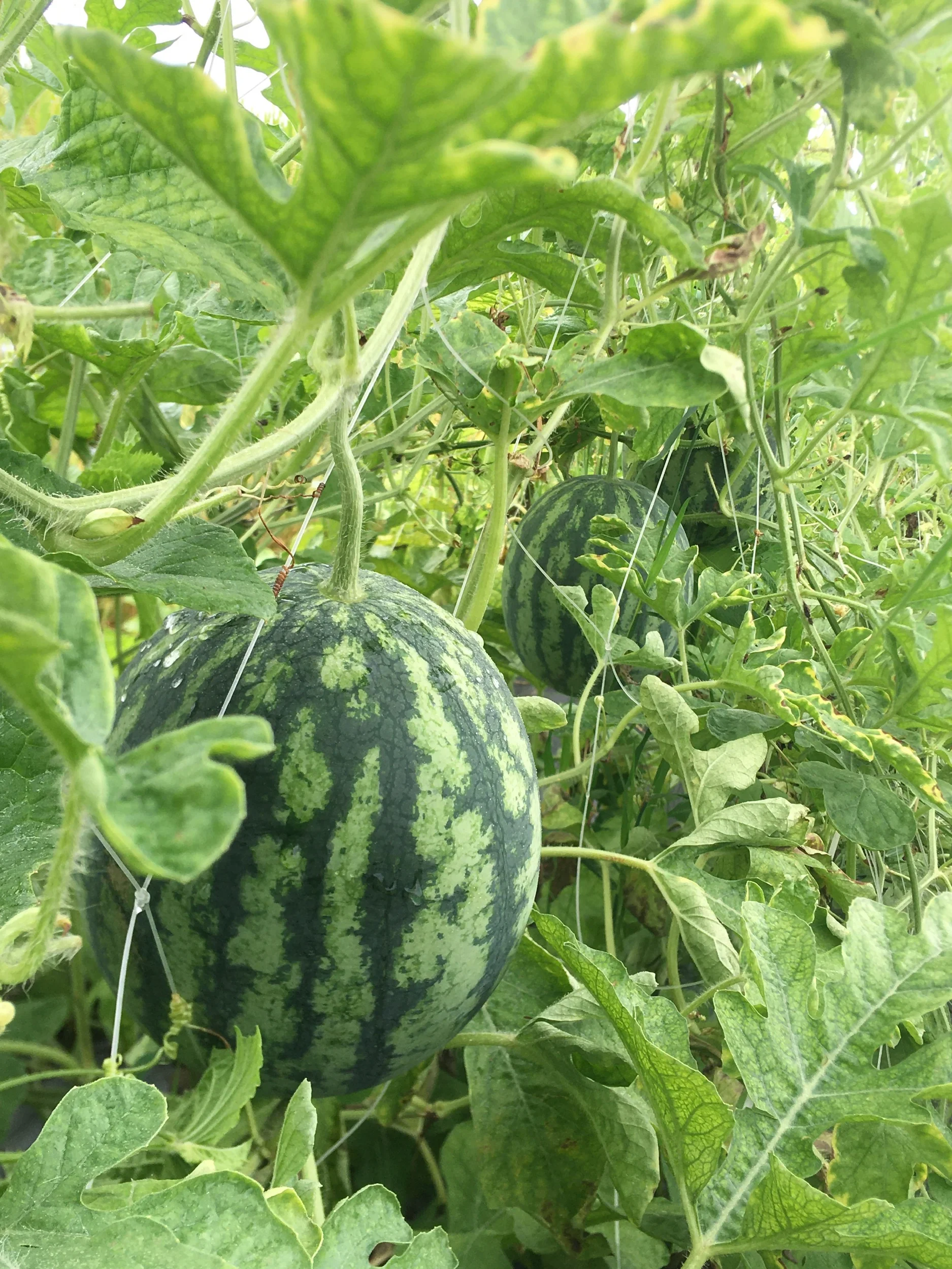 Watermelon