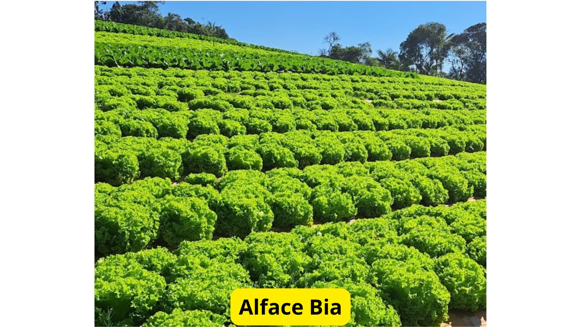 Alface
